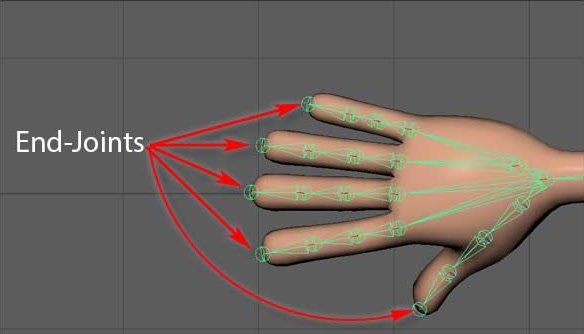 Hand rig showing end-joints at the fingertips and thumb