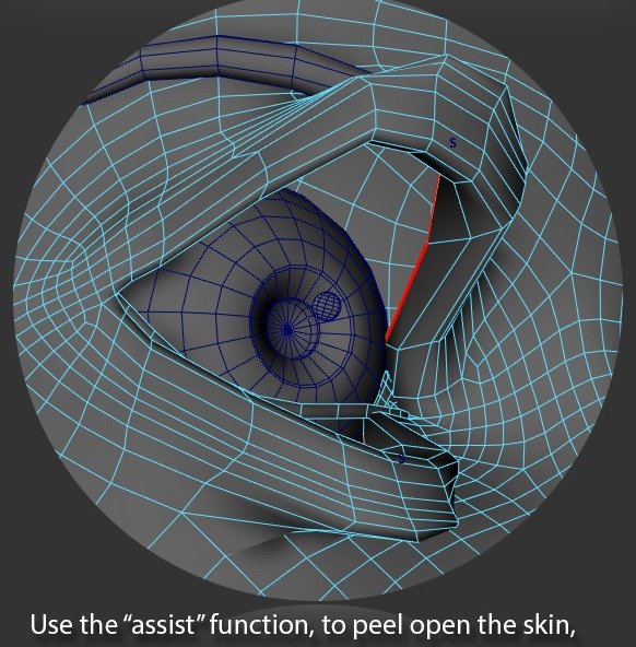 The assist function exposes the inner eyelid edge loop for selection.