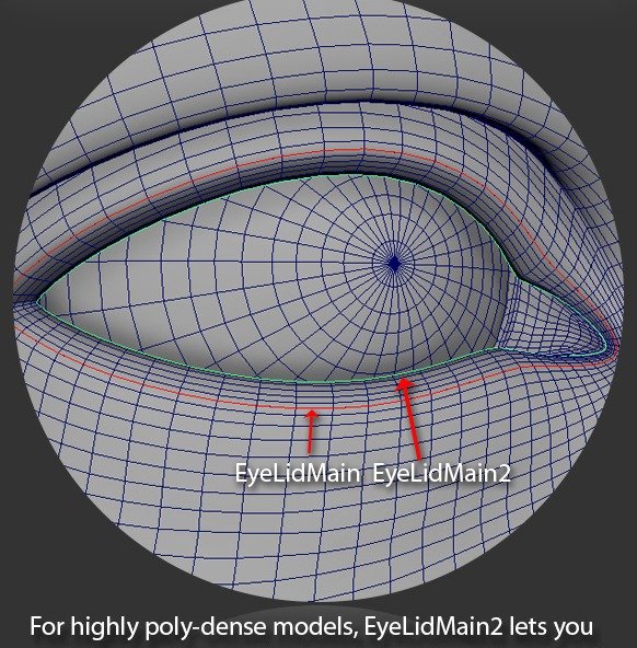 EyeLidMain and EyeLidMain2 define the main and secondary eyelid edge loops.