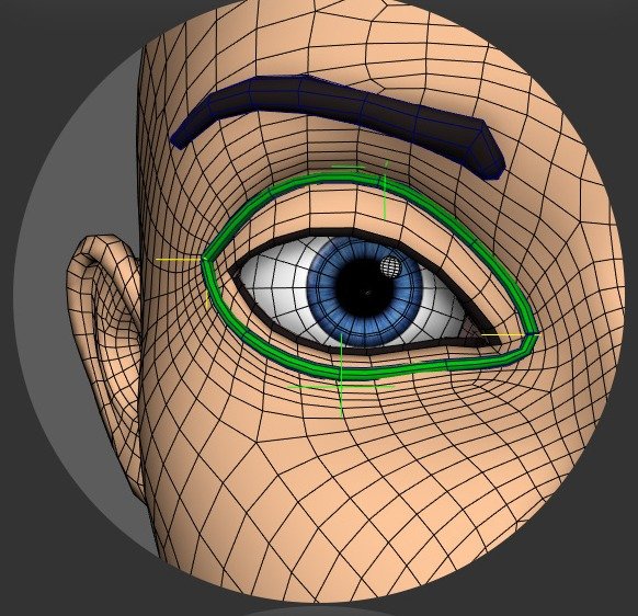Outer eyelid edge loop selected around the eye