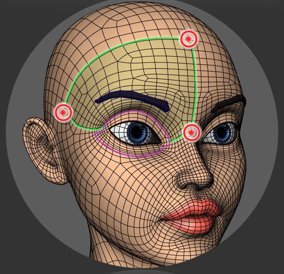 Three selected forehead vertices defining the eyebrow affected area
