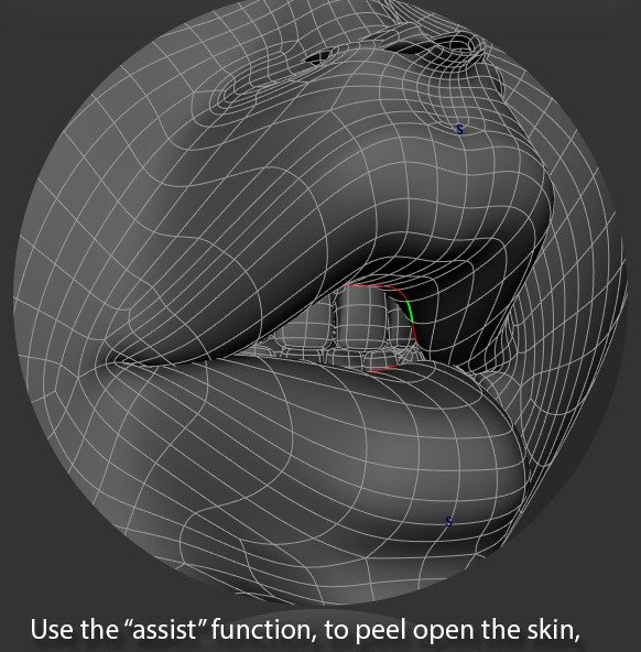 The assist function exposes the inner lip edge loop for selection.